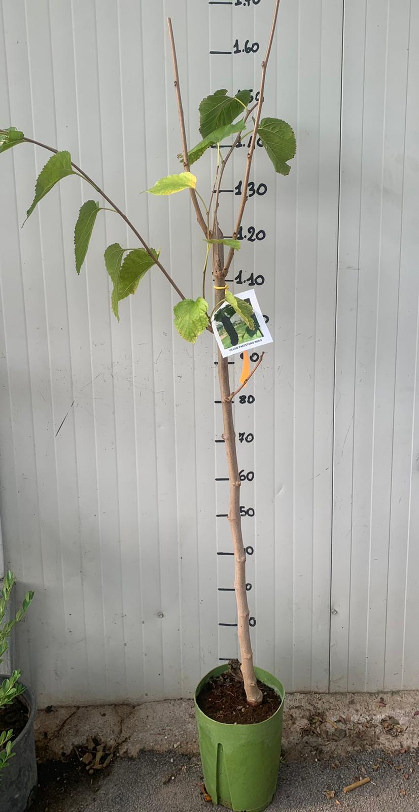 Gelso Nero Morus Nigra In Vaso - Pianta Da Frutta, Altezza 150/180 Cm, Autofertile - Foto 9