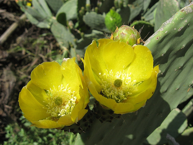 POWERS TO FLOWERS - FICO D'INDIA, OPUNTIA A SPINA BIANCA MICRODASYS IN VASO 12CM DIAMETRO, 2 PIANTE, piante vere POWERS TO FLOWERS - FICO D'INDIA, OPUNTIA A SPINA BIANCA MICRODASYS IN VASO 12CM DIAMETRO, 2 PIANTE, piante vere